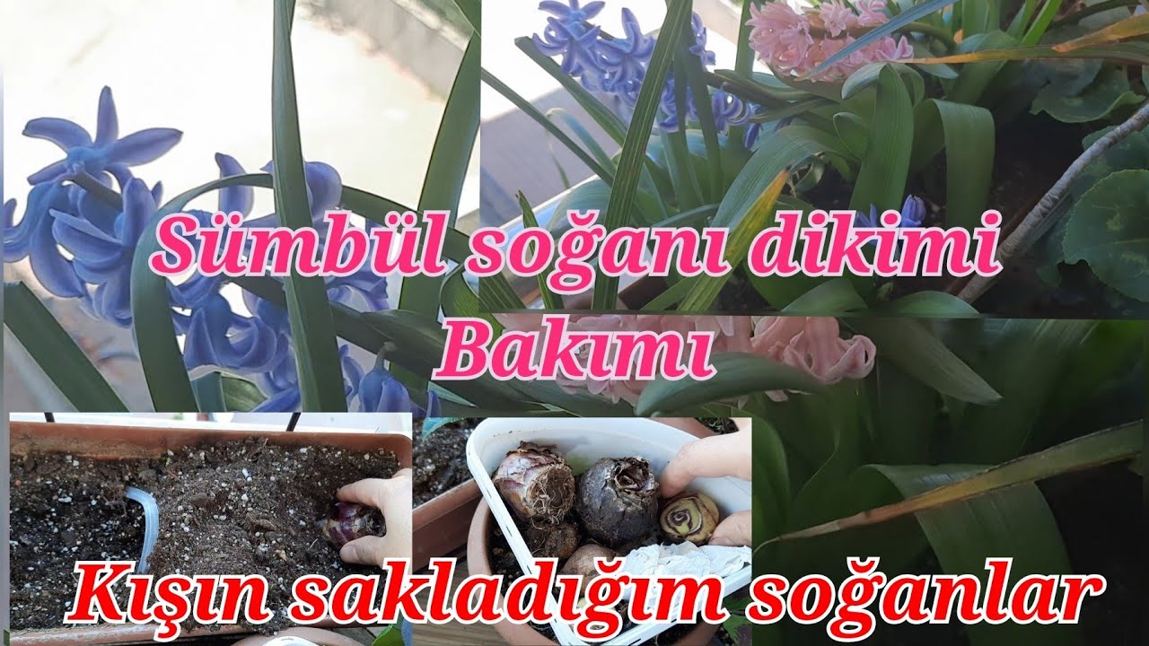Sümbül soğanı ne zaman dikilir nasıl bakılır.