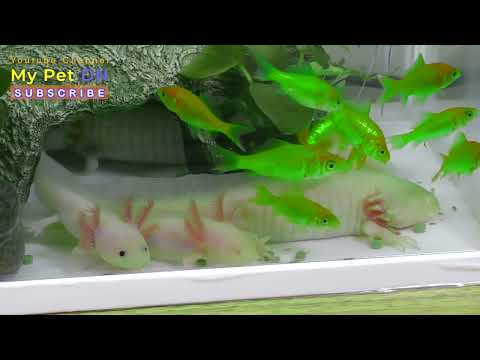 Video Kỳ nhông nước axolotl cá cảnh thủy sinh - youtube