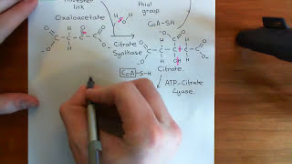Cholesterol Biosynthesis Part 2