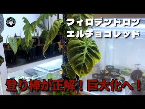 Philodendron] El Choco Red on a climbing pole. Dividing into two