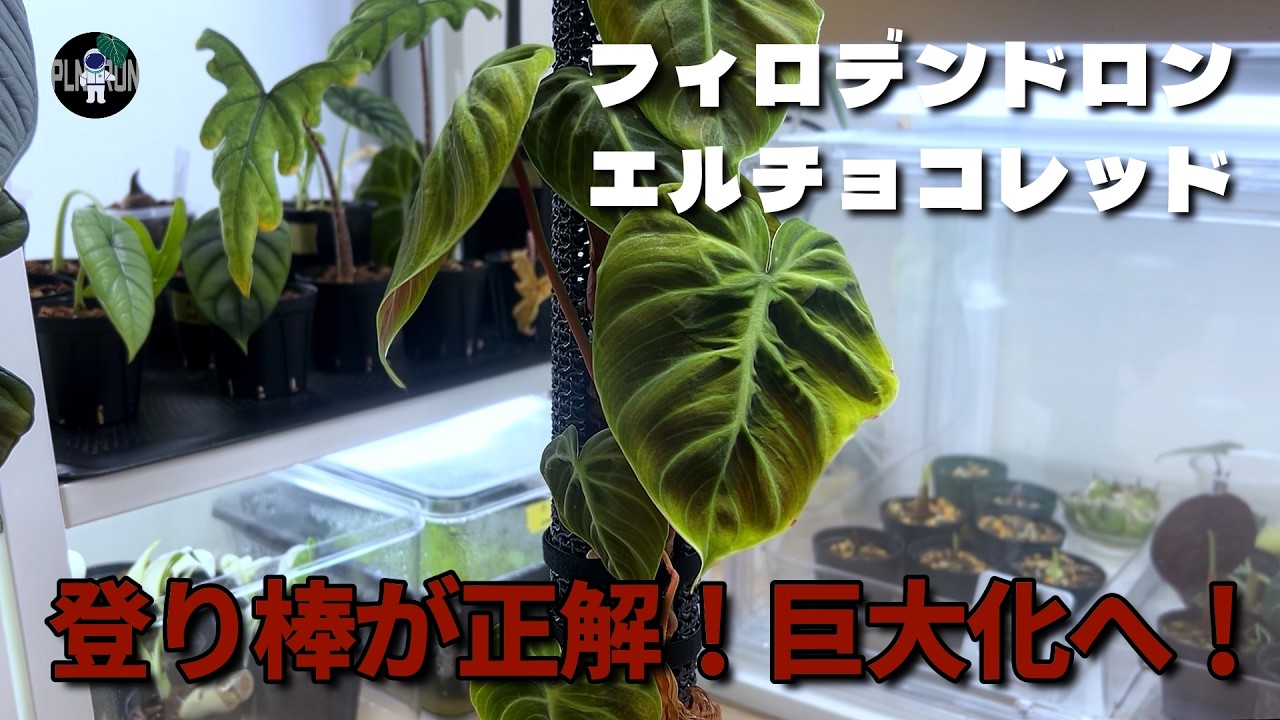 Philodendron] El Choco Red on a climbing pole. Dividing into two