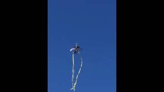 ジェット機型凧