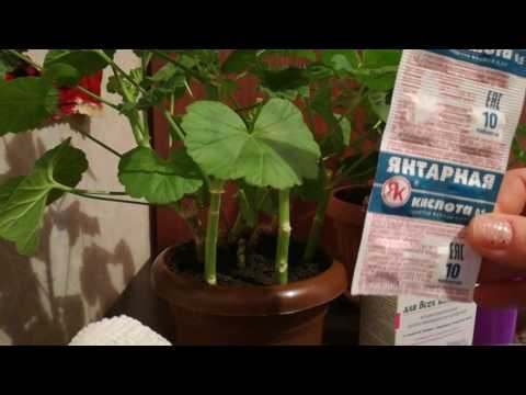 ბალბის მოვლა გამრავლება.