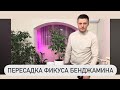 Пересадка фикуса бенджамина #комнатныерастения #цветы #фикус
