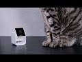 Petcube Cam Unboxing and Setup
