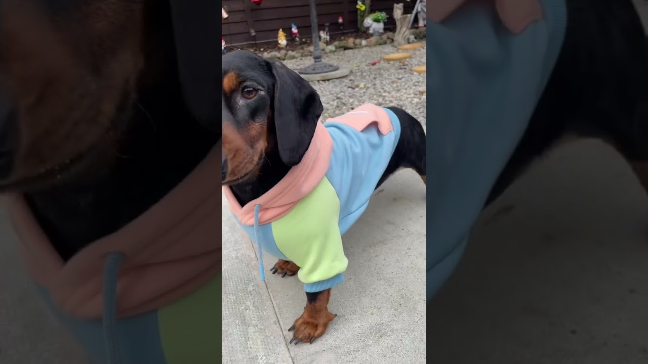 Can't really decide on which of the new collection is the best. They are ALL amazing.🐾💖