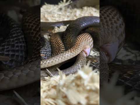New wildlife 8k ultimate video snake mating #viral #shorts #youtubeshorts #viralshorts #wildlife