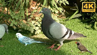 Cat TV For Cats  To Watch - Pigeons, Doves  & Birds Visiting My Garden - 10 Hours 4K UHD Cat TV by Awesome Nature  357 views 8 months ago 10 hours