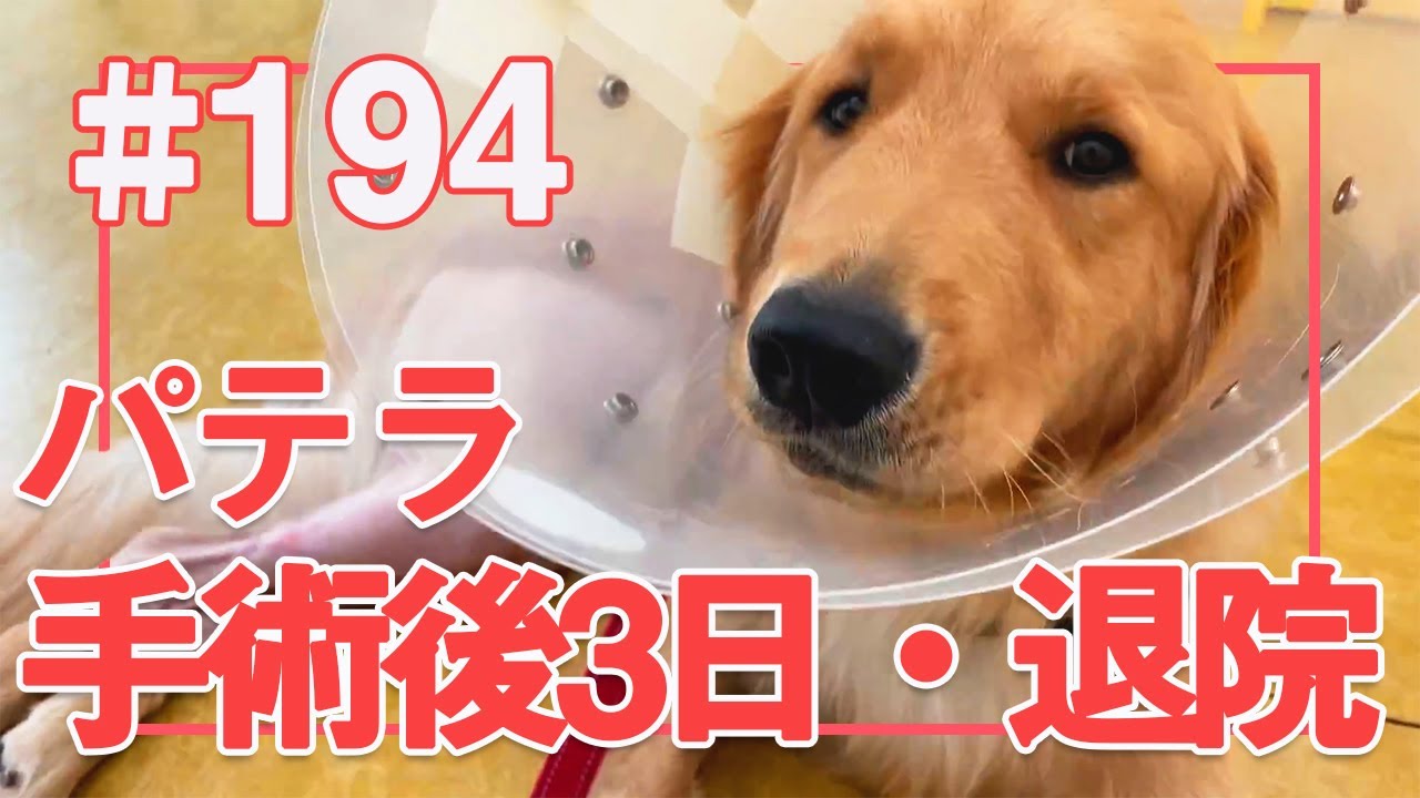 194 パテラ手術後 退院しました ゴールデンレトリバーアポロvlog Youtube 194 パテラ手術後 退院しました ゴールデンレトリバーアポロvlog Youtube