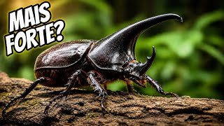 O Inseto Mais Forte da Natureza (Parece Mentira)