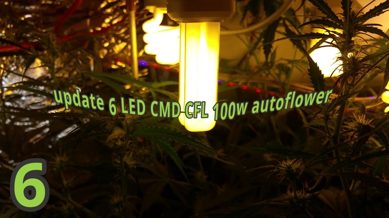 Update Grow box DIY Closet Stealth LED CFL CMD Micro Grow 6