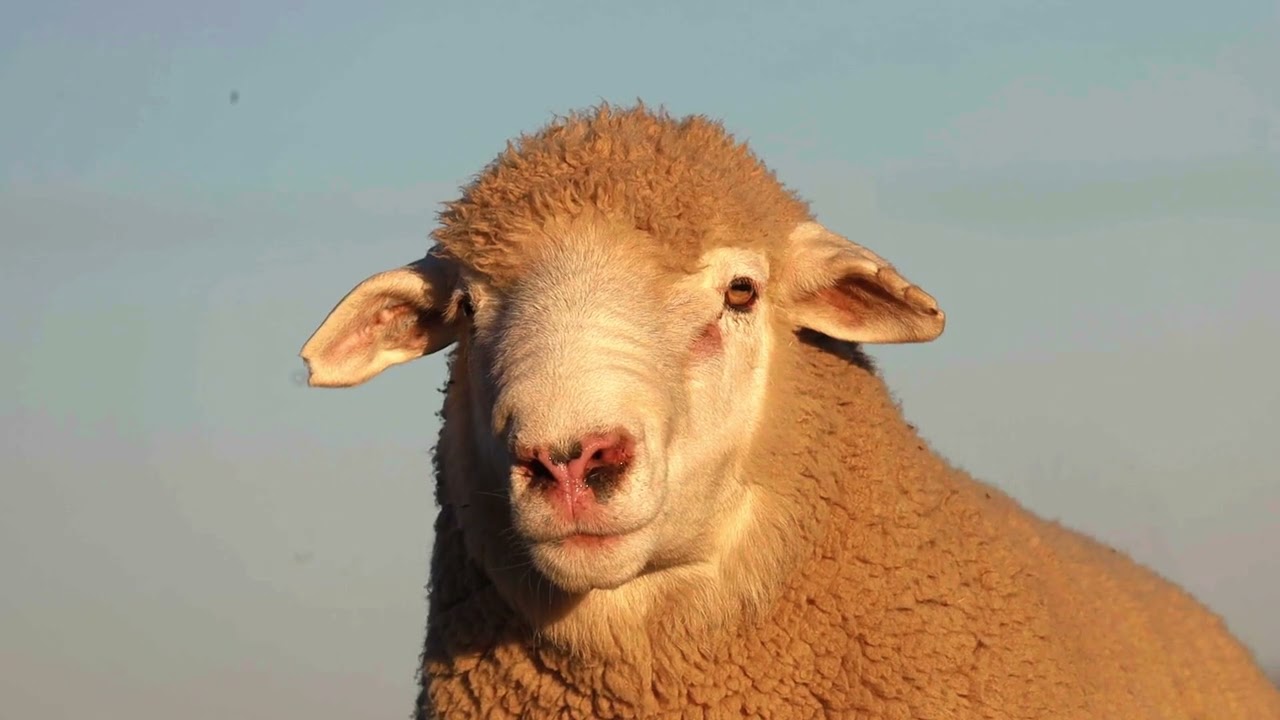 Henlin Stoetery aanbieding by Vrystaatse Genetiese Ile De France Groep Veiling