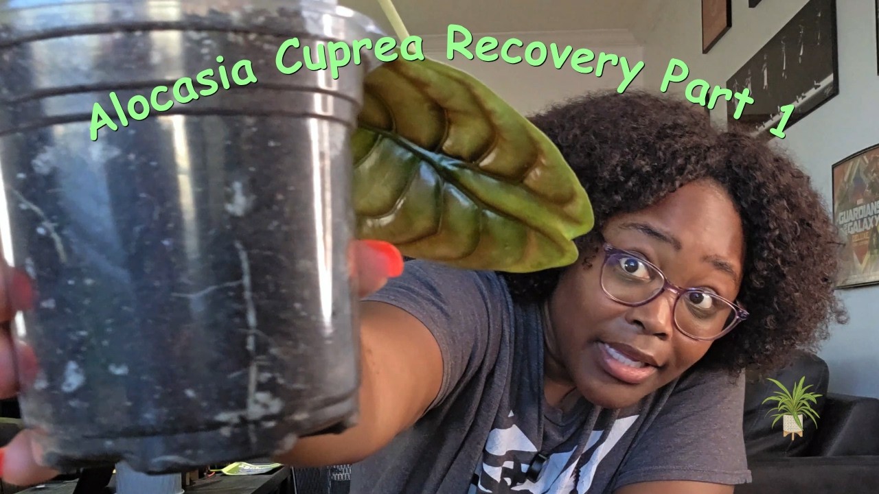 Can This Alocasia Cuprea Recover? | Plant Rescue & Recovery