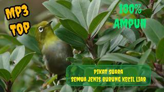 Suara pikat burung kecil ribut | pikat anti gagal | pikat andalan | burung kecil liar ❗