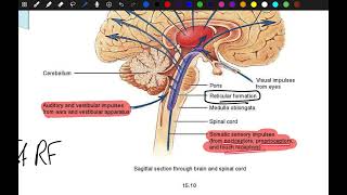 CNS PHYSIOLOGY lec9 : Brain activity &amp; sleep (REM VS NREM)