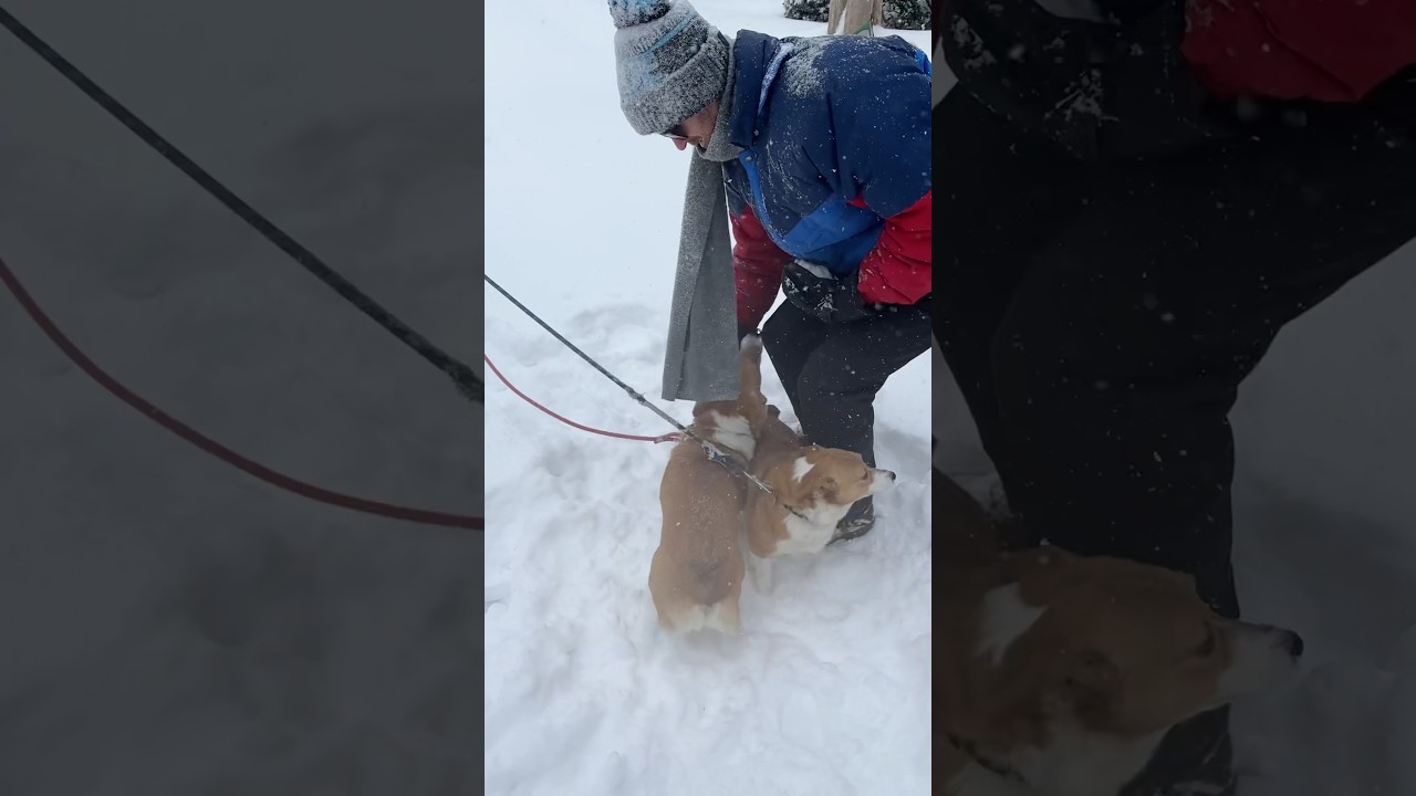 Собаки так наслаждаются снегом!!! ❤️💕❄️ #милая #собака #вирусное