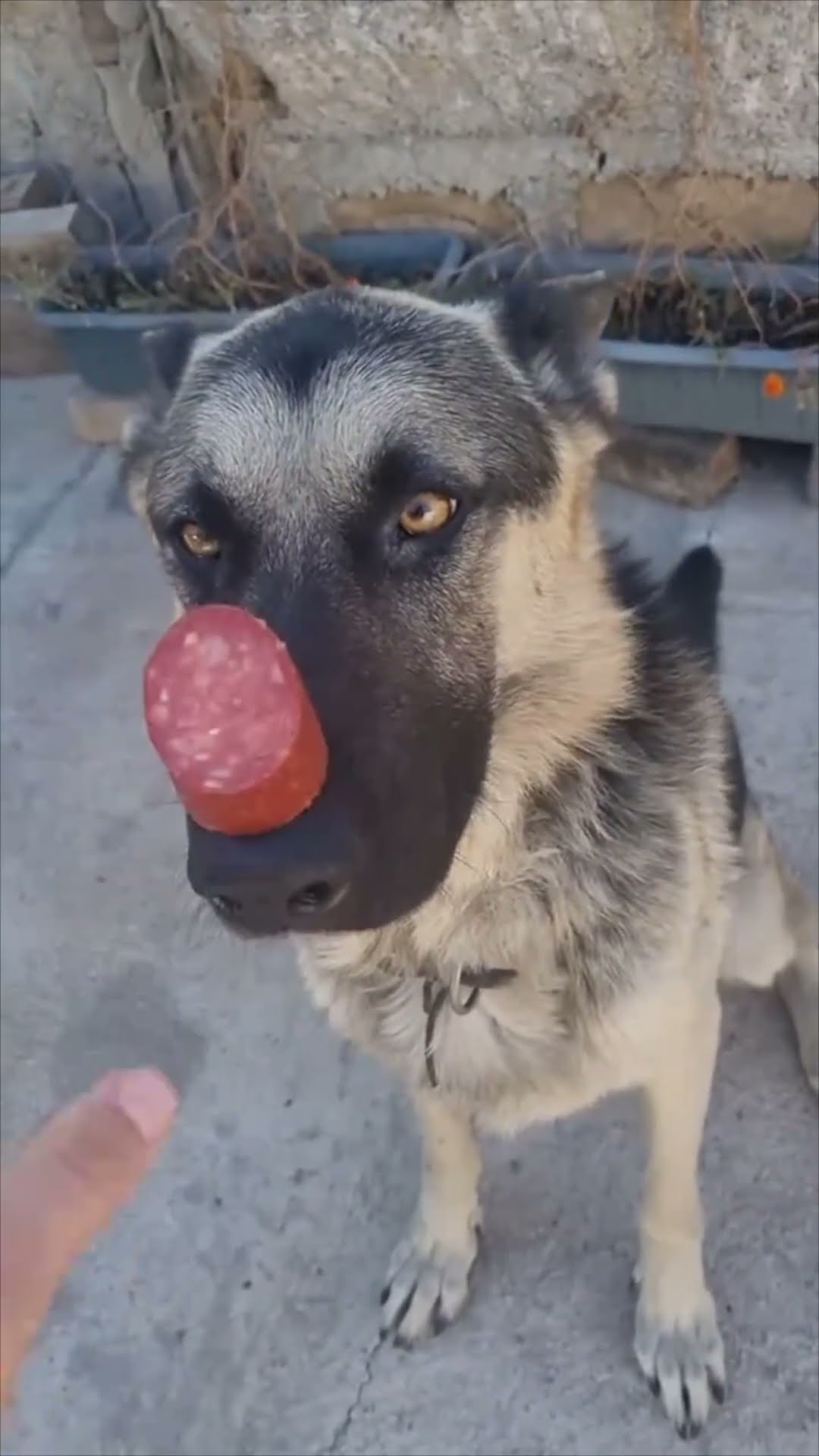 Patient Dog Balances Sausage on Nose and Eats Instantly on Command
