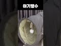 심바 쫓는 맹수 #고양이