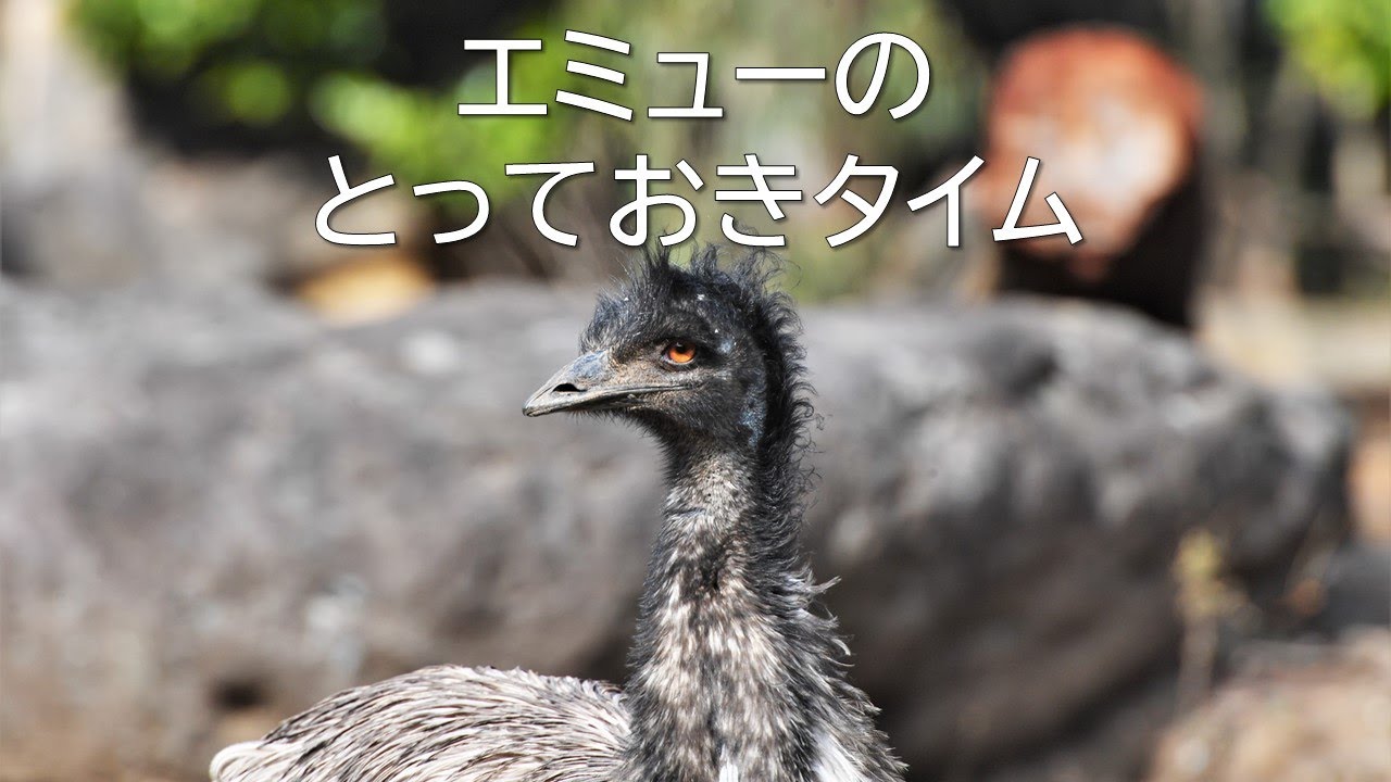 emuページ（他の方はご購入をご遠慮ください） Zoorasia Official] Emu's Special Time - YouTube