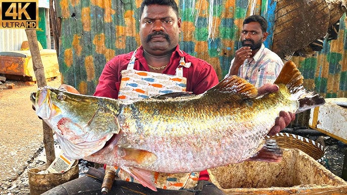 Original Sea Bass Fish Cutting & Skills, Indian Fish Market, 4KG, Rs3200,  CC80