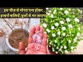 मोगरा जंगल सा घना होकर,  हजारों कलियों और फूलों से भर जाएगा | How to get more flowers in jasmine ||