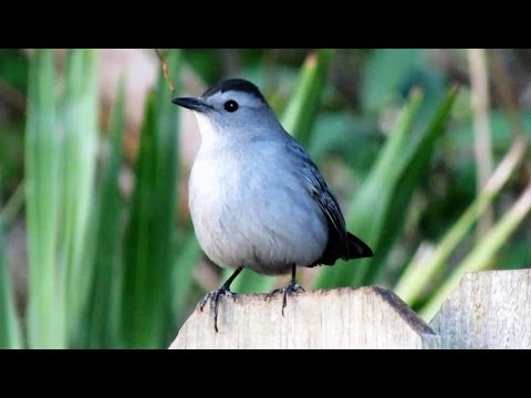CatBird Mewing Call YouTube