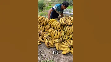 Traditional Banana Fermentation Juice Extraction 