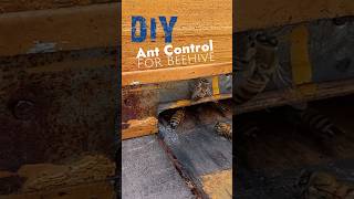 DIY ant control for beehive #beekeeping #tips DIY ant control for beehive #beekeeping #tips