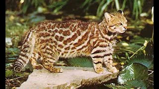 The Pampas Cat, also known as the Colocolo, is a small Wild Cat species