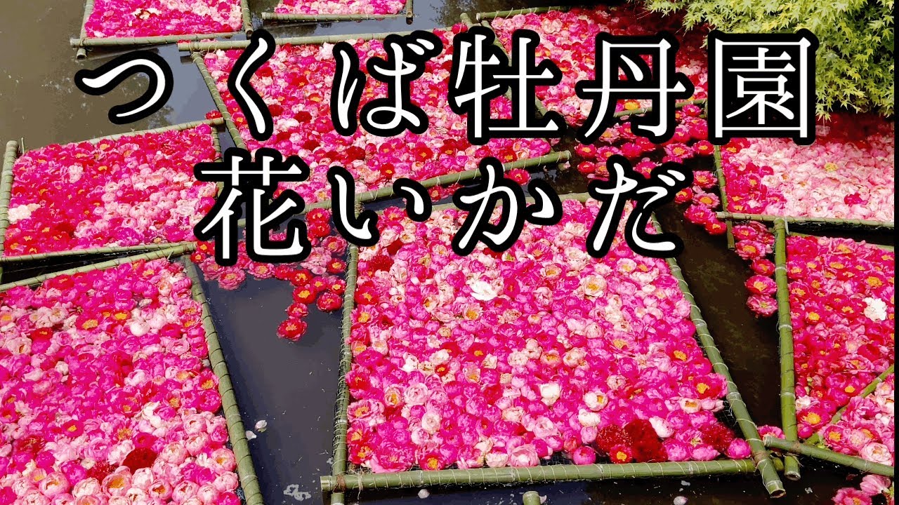 牡丹と芍薬800種6万株のピオニーガーデン Peony garden in full bloom