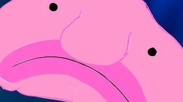 The Blobfish dance song | TCAT