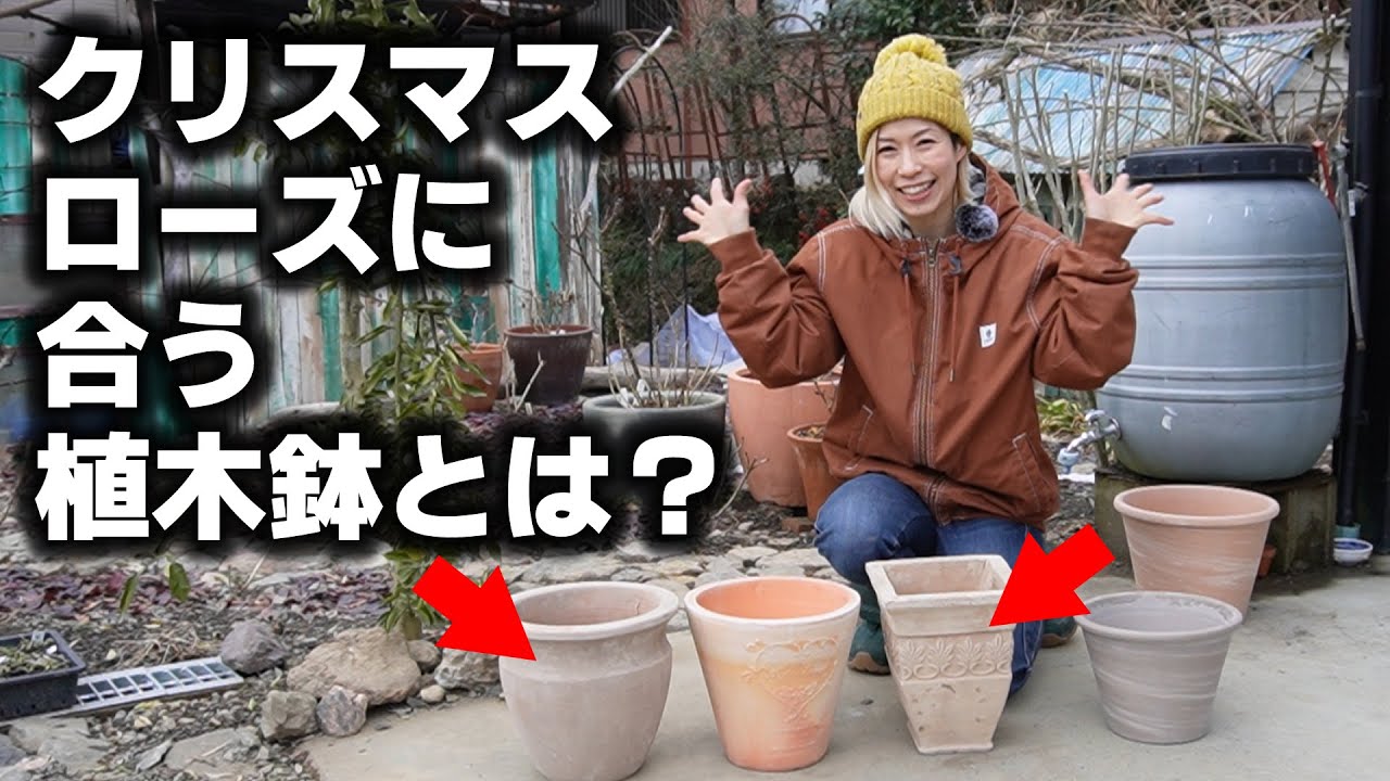 曽田園芸さんの利休、桜利休。横山園芸さんのライムグリーン用の植木鉢