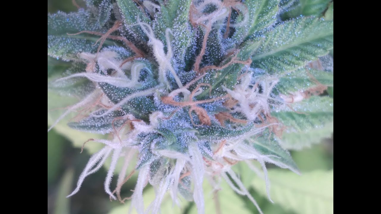 Growing Cannabis with Mars Hydro sp-150 (Week5 day 32)  *flower cycle*