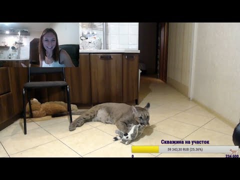 Настоящая пума в эфире ;) / Стрим от 27 февраля 2018 г. - Настоящая пума в эфире ;) / Стрим от 27 февраля 2018 г.