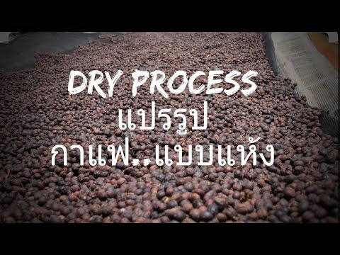 รสชาติกาแฟที่แตกต่าง #EP3 Dry Process การแปรรูปกาแฟแบบแห้ง