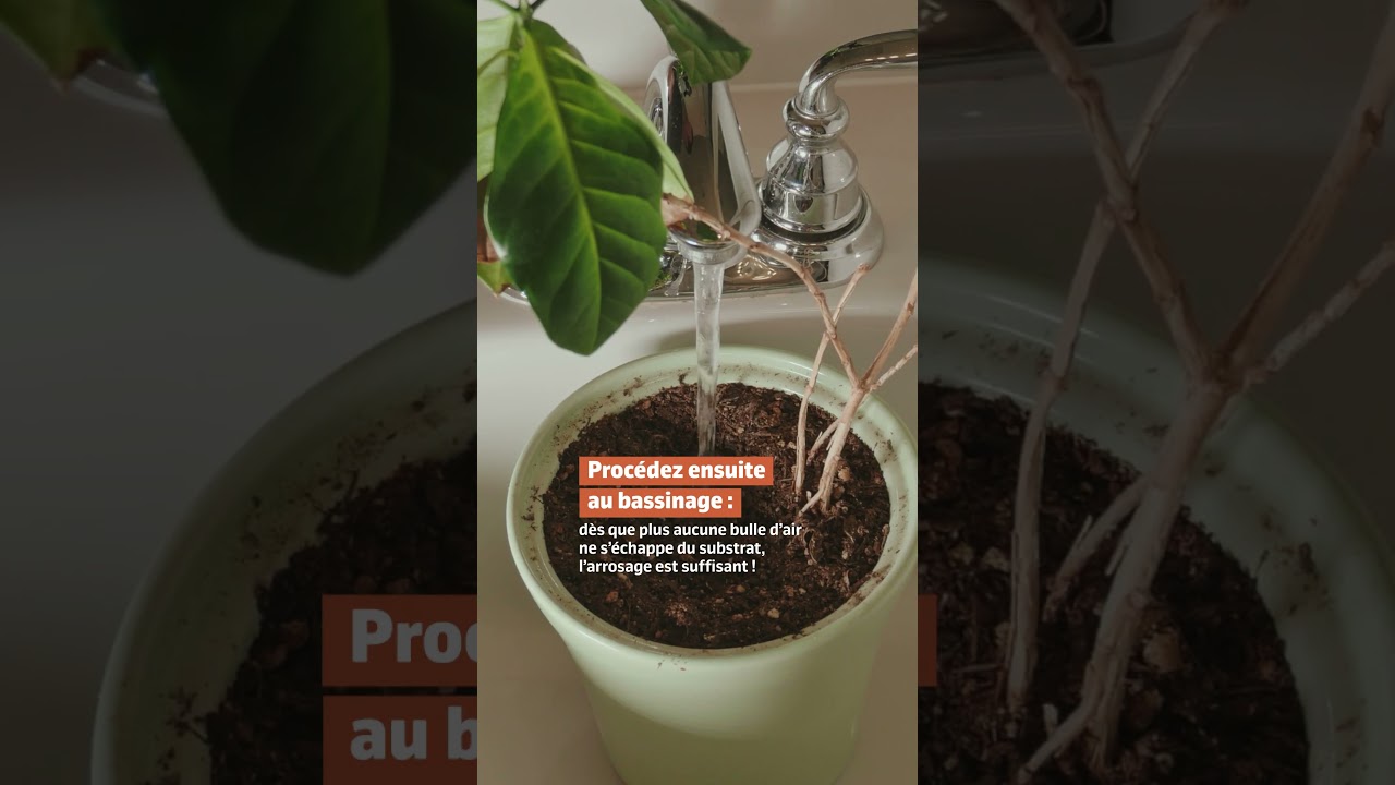 Récupérer ses plantes après l'été 🌱