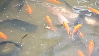 Kuras kolam hias ikan nila lele dan patin