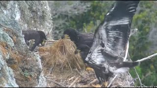 West End ~ Hilarious To See Koa & Treasure Redecorating The Nest w/ Thunder's Grass Delivery 5.16.24