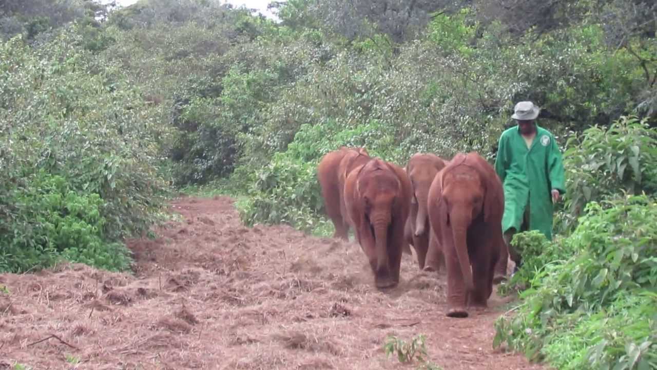 sheldrick elephant orphanage private visit