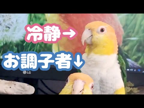 シロハラ男子とシロハラ女子のわかりやすい違い【シロハラインコ/caique parrot】