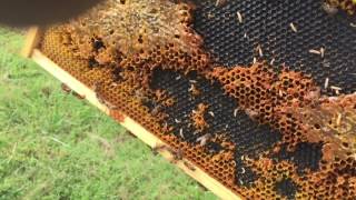 Some quick inspections on the hives. i had to check requeened hives
ensure they were accepted. mixed results from today.