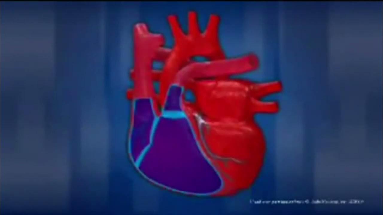 Сердце работает всю жизнь. Сердечно-сосудистая система анимация. Работа сердца человека анимация.