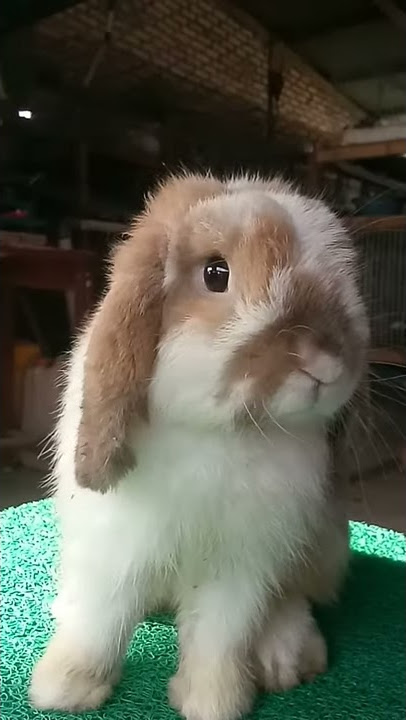 nano na kha - girl from nowhere