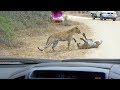 Leopard Death Battle in the Road!