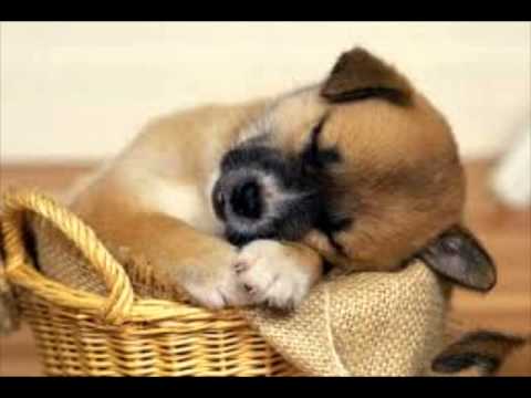 cute puppy songs