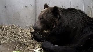 動物病院で過ごすエゾヒグマの栄子　棒をバン！