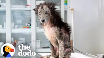 Dog Who Looked Like A Lion Adopts Real Bear Cubs | The Dodo