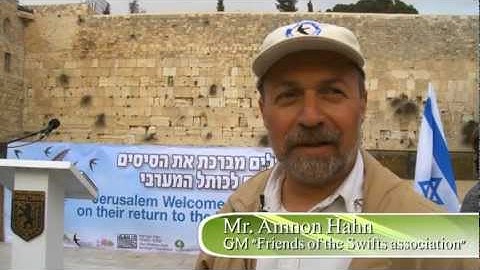 Swifts spend fleeting time in holy site