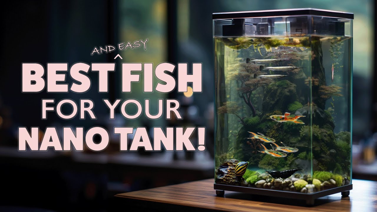 Best Fish That Are Small Fish For Your Aquarium – Easy Nano Aquarium fish  for Beginners! 