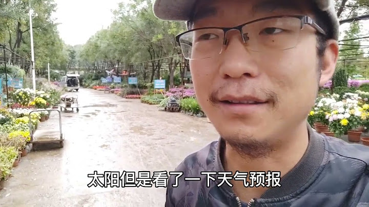 价值上百的菊花树，被雨淋断了，眼看毛爷爷从面前飞走。 - 天天要闻